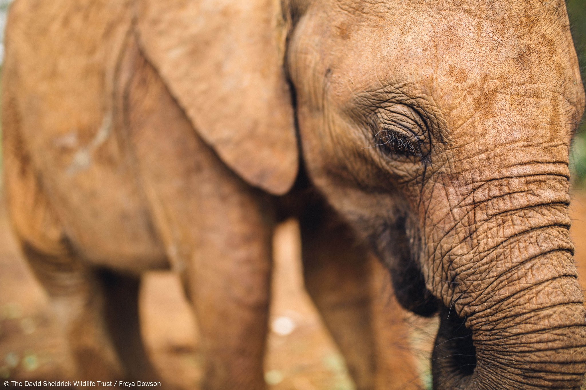 Sheldrick Wildlife on Twitter "Elephants have very long eyelashes. Not