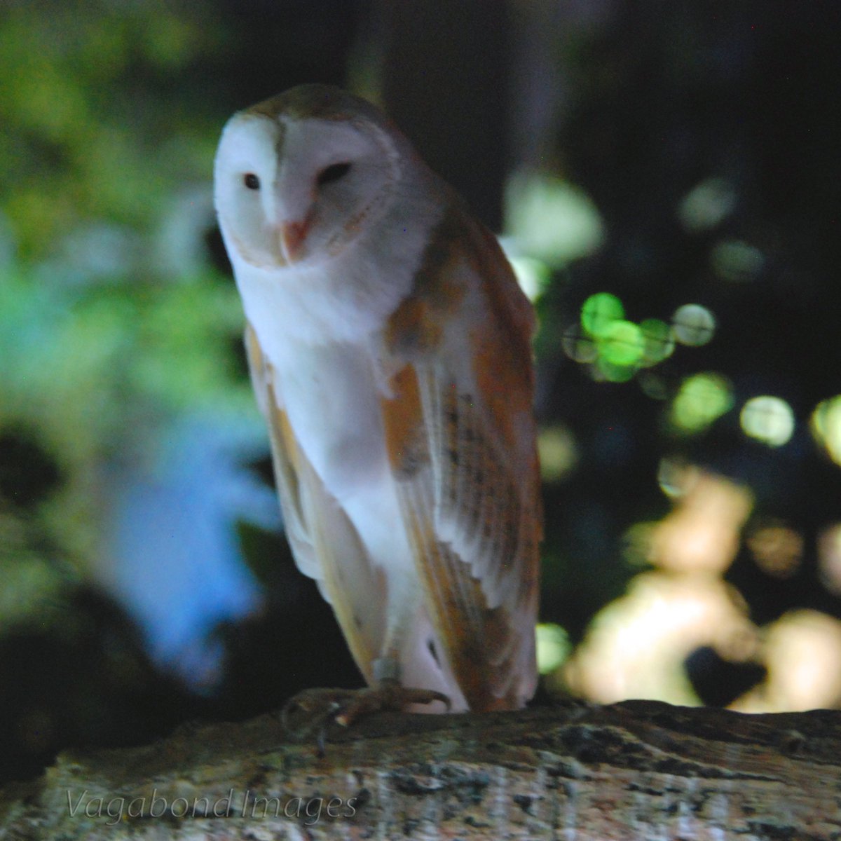 Upendra Swami On Twitter Solitude In Captivity A Barn Owl At