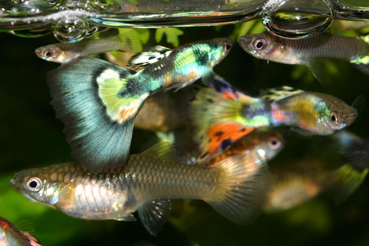 cdnsciencepub's tweet photo. It's #FactFriday! This new CSP blog post describes a study that found that guppies will respond to stress signals in the water. The more scared fish, the larger the response! From the Canadian Journal of #Zoology. https://t.co/J5qrYgKA5T #fishsci https://t.co/OmOMlVhM3M