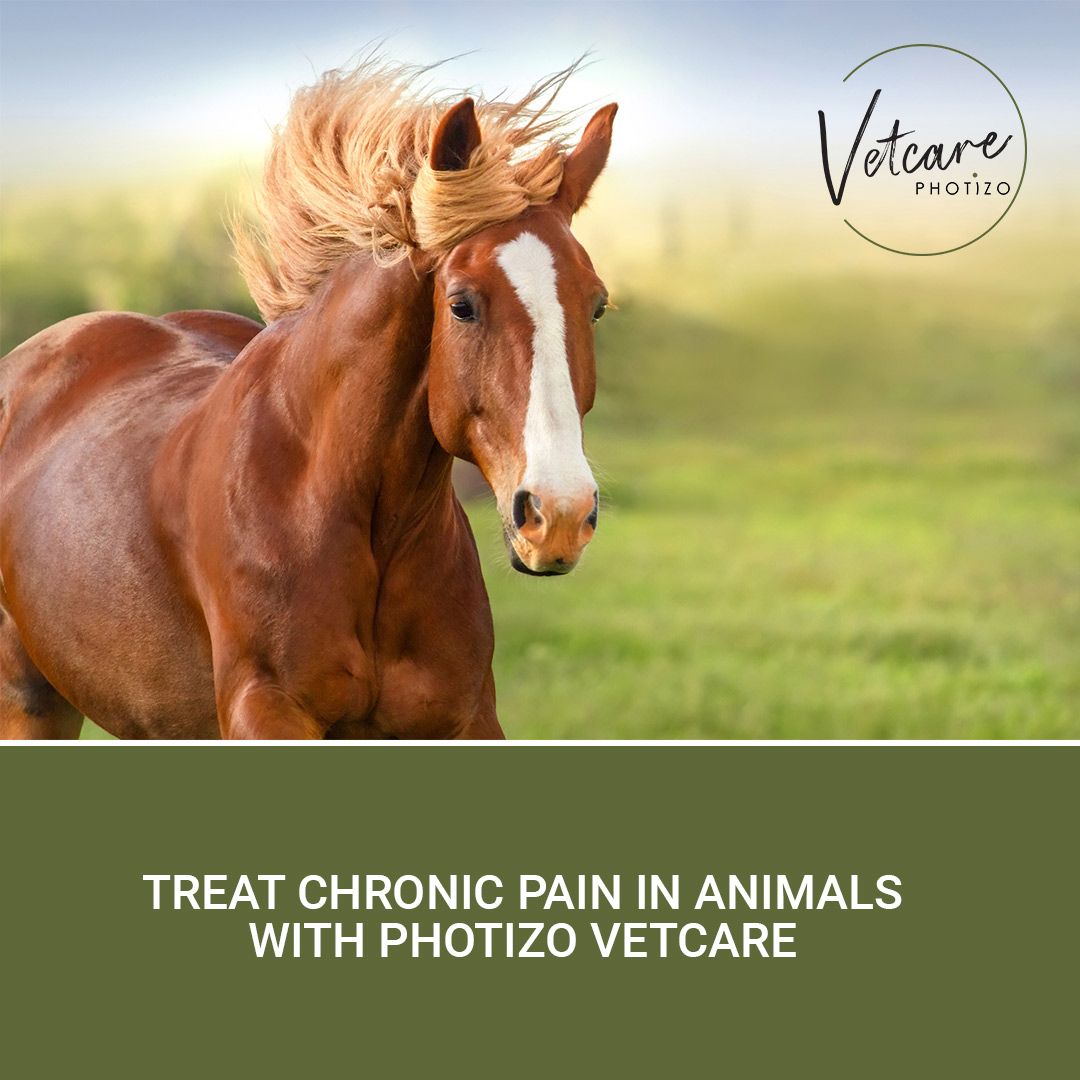 PhotizoLight's tweet photo. Signs of pain in animals include licking of affected areas, limping, excessive panting, decreased mobility &amp; avoidance behaviour. By reducing inflammation, Photizo Vetcare help improve mobility, flexibility &amp; relieving chronic pain in animals 
Click here 
https://t.co/NdSmu28pJt https://t.co/uwqOHiGmP8