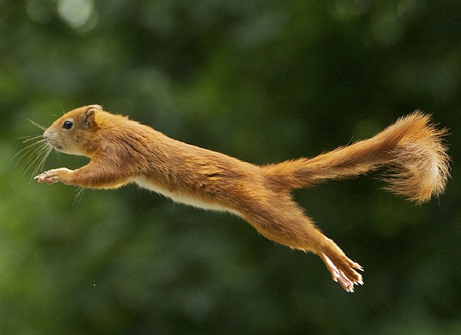 BWCtweets's tweet photo. Is it a bird? Is it a plane? No, it's one of our super squirrels flying high! After enclosure renovations, the red squirrels are again free-ranging in the walk-through enclosure, ready for the Easter holidays - we're open daily from tomorrow: Sat 6 Apr - Mon 22 Apr. https://t.co/CD21pSf1Hv