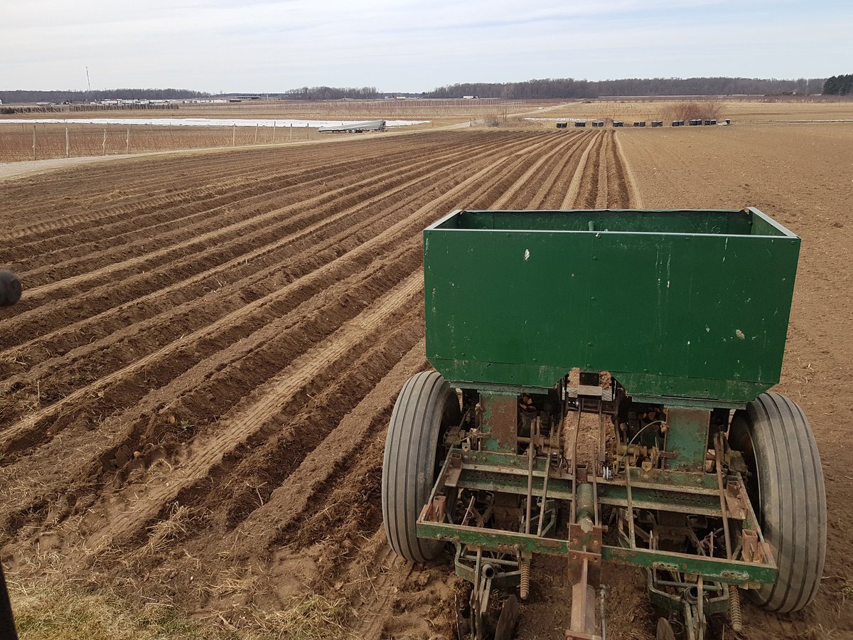 Another great planting day yesterday. Early potatoes are in. Hoping for some of those delicious small spuds for the bbq season.