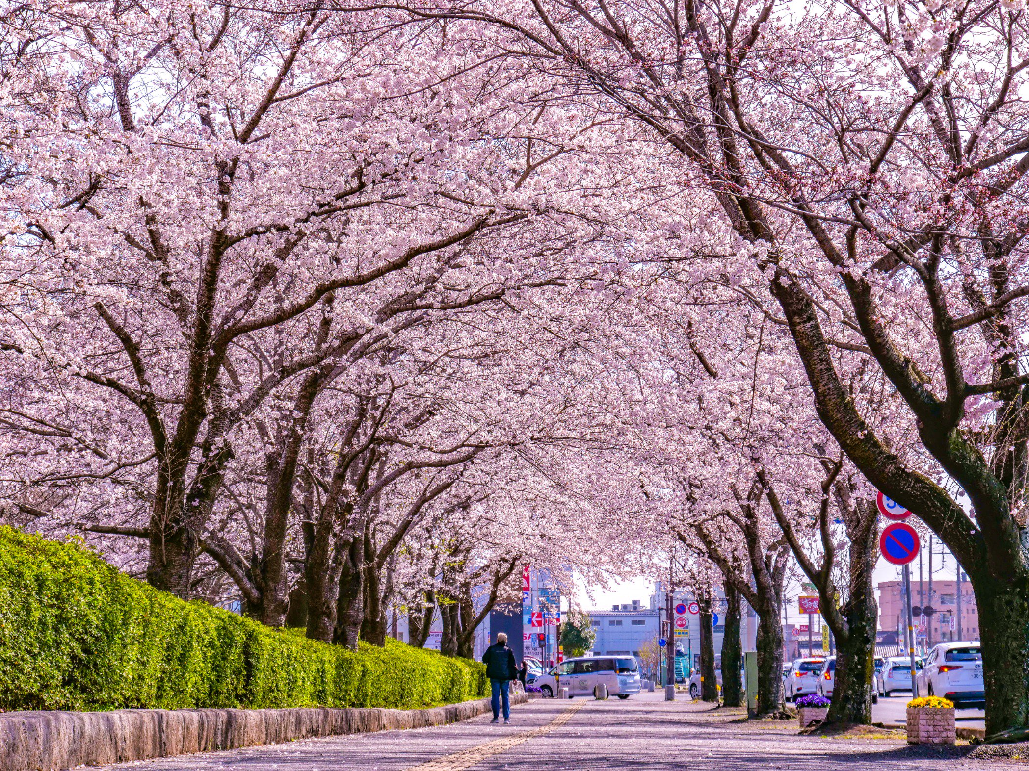 桜、台 水戸市【公式】 on X: 