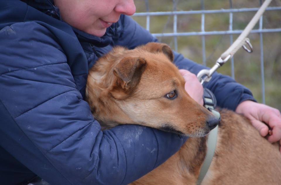 Herz_Streuner's tweet photo. Onida - kleines Zuckerstück! Wer eine aufgeschlossene, freundliche und liebe Hundedame sucht, ist bei der etwa 3jährigen #Ondia genau richtig! 

https://t.co/LILcGJmSeI

#adoptme #adoptdontshop #tierschutz #rescuedogs #einherzfuerstreuner #dogsarejoy #dogsarelove #dogsarefamily https://t.co/XZbScXGrHX
