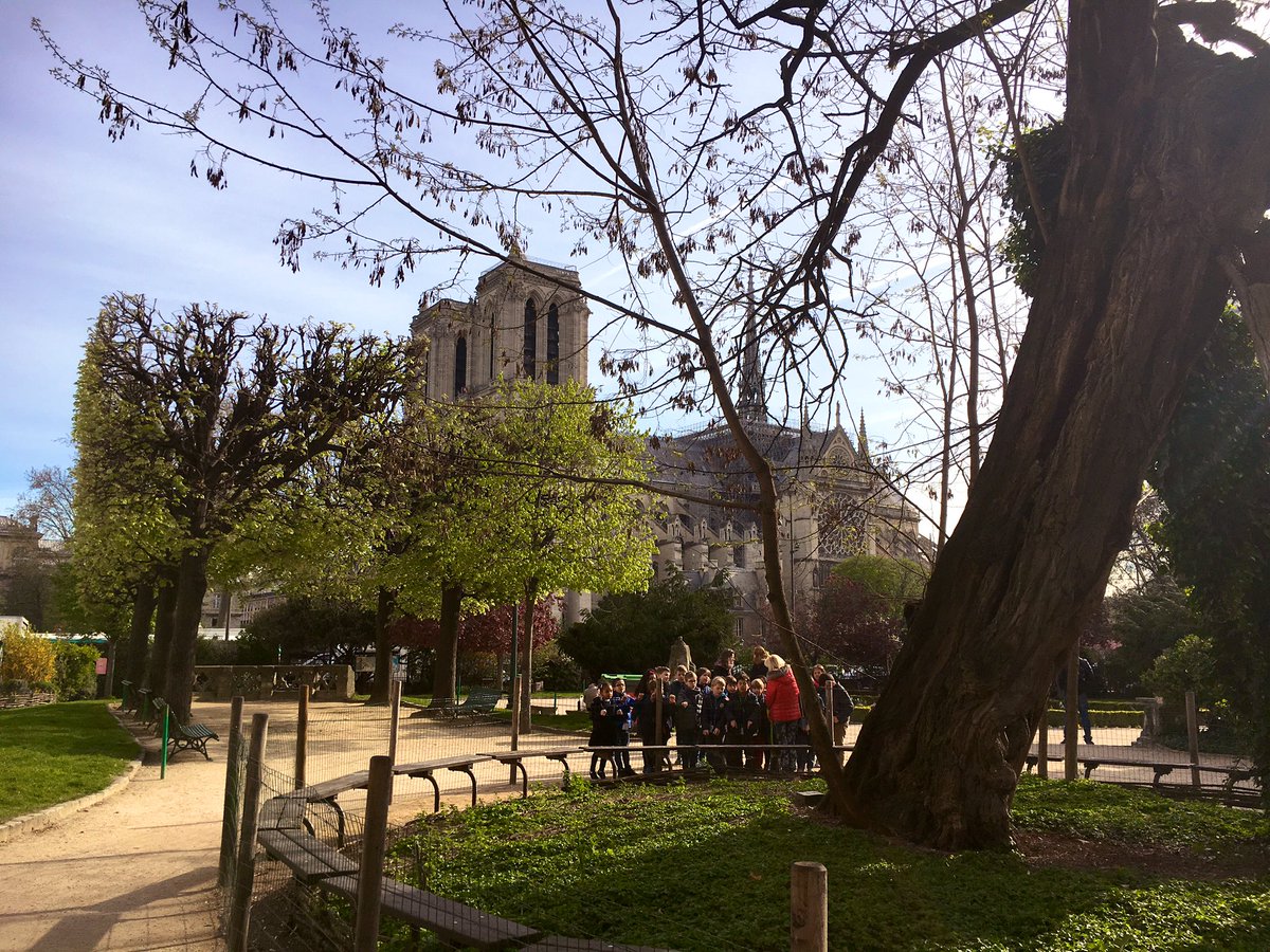 A_ARBRES's tweet photo. En avance pour la projection du film à St André des Arts?... Rendez visite au plus vieil arbre de @Paris, le robinier du square Viviani, planté en 1601 🌳😎🌳Les enfants, ce matin, étaient plein de questions devant lui 👍 https://t.co/Xy4VlgbV49