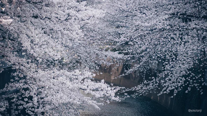 2019年の桜 