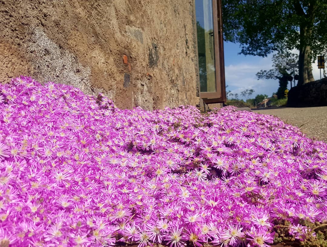 Tenuta di Fessina Winery - Details - Part four #tenutadifessina #etna
#Vinitaly2019 <a href="/VinitalyTasting/">Vinitaly</a>