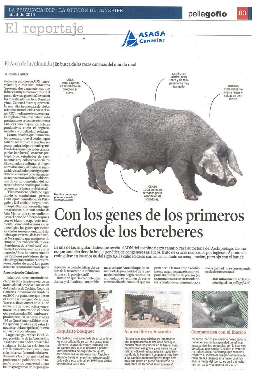 El #cochino negro canario 🐽 Con los genes de los primeros #cerdos de los #bereberes

#HabráQueComer #SaboreandoCanarias