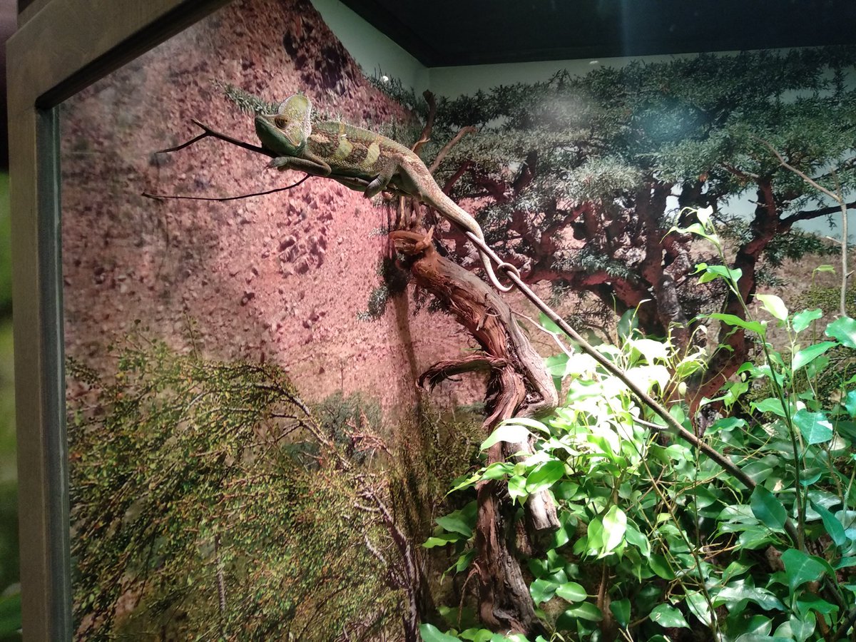 vwang001's tweet photo. Our family had a great time @MuseumofNature! The "Survival of the Slowest" was so fun to experience! Miss M even had the opportunity to pet a snake! https://t.co/ObP3GXcOoi