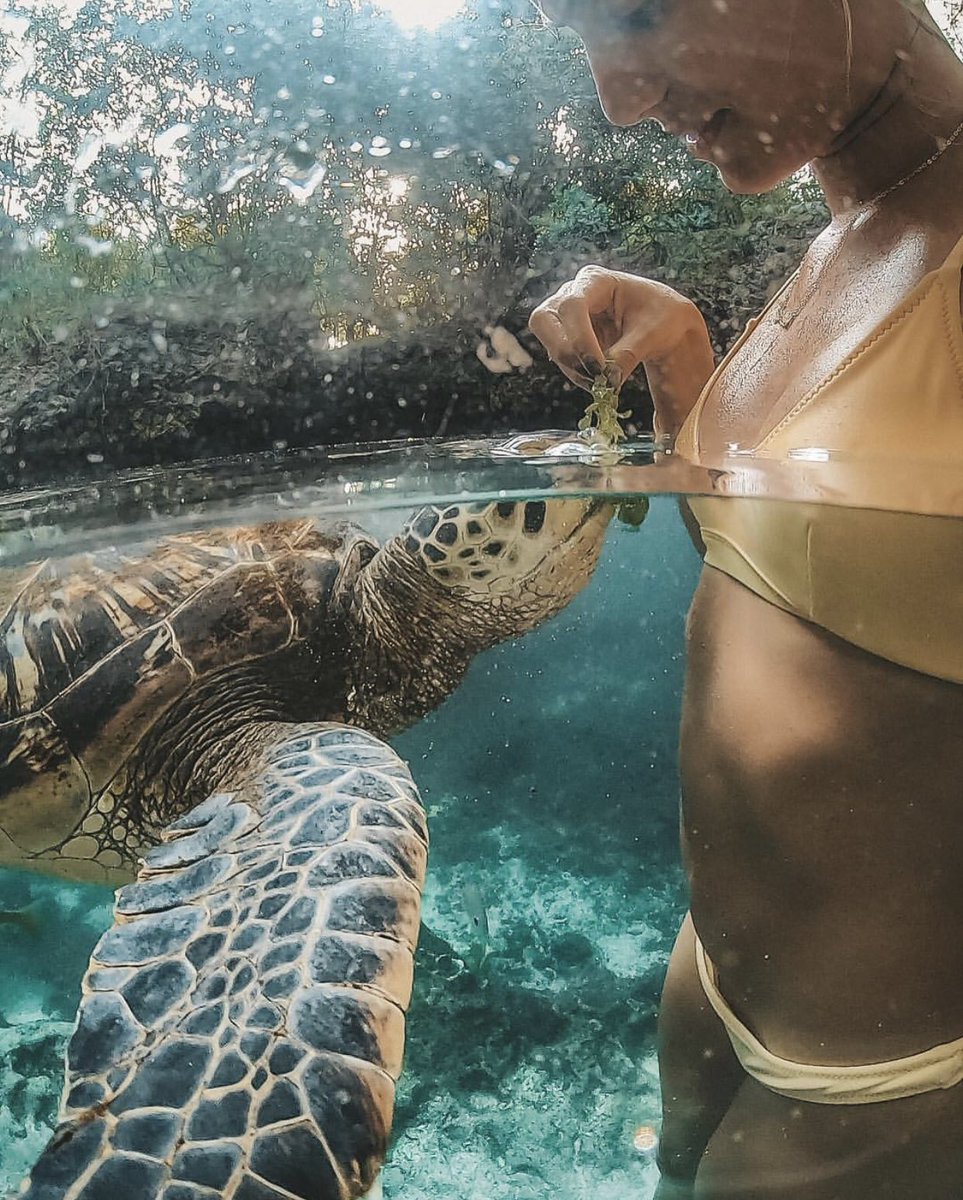 dmAFRICA's tweet photo. @palomafts exploring waters of #Zanzibar 😍
#everythingextraordinary #dmafrica #tanzania #turtles #underwater #underwaterphotography #travel #travelphotography #travellingthroughtheworld #travelgram #summer #summervibes #summertime https://t.co/uHEVCR7FIX