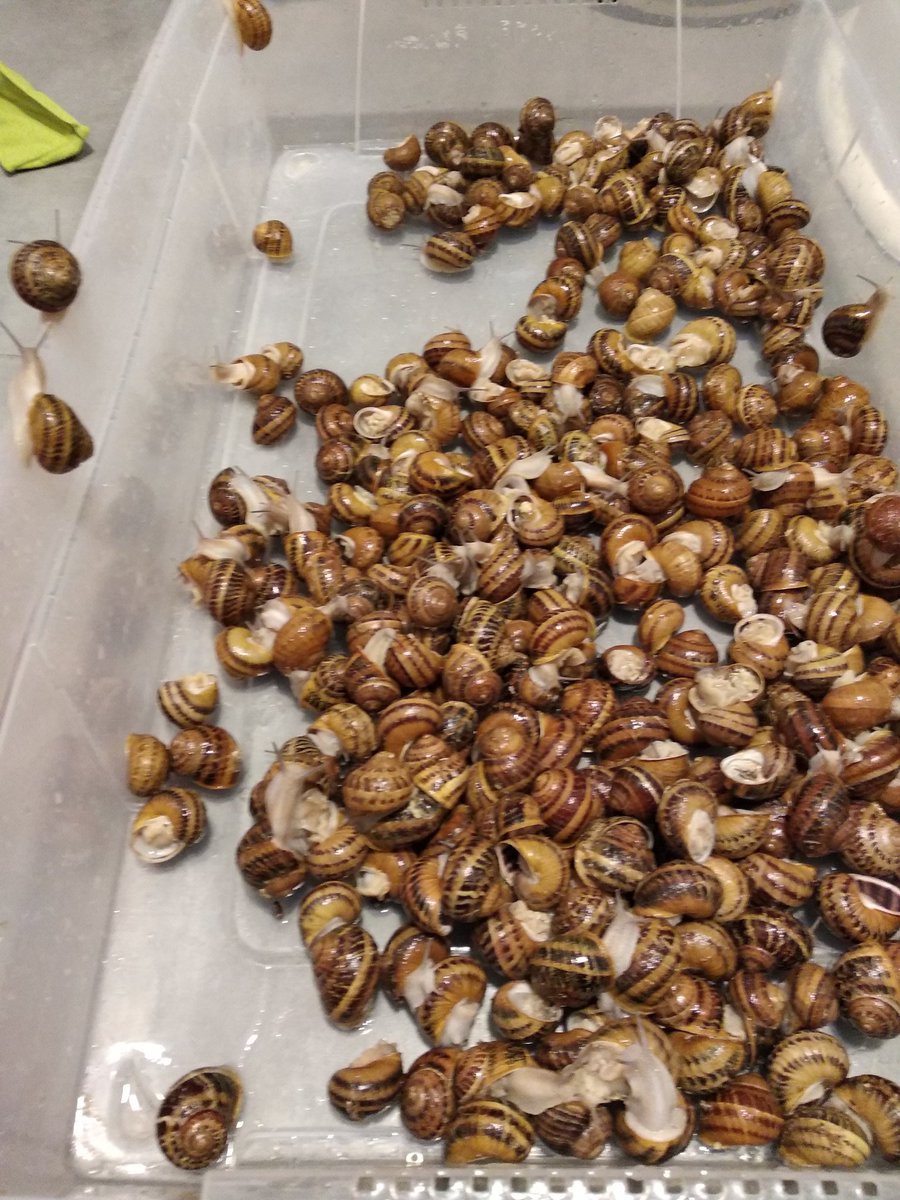 Arrancamos la #feriaraices, en Zamora, en la que estaremos durante los días 5, 6 y 7. Y ya tenemos preparada la pista de carreras, los trofeos y los corredores...Te lo vas a perder? #caracolesdesayago, #caracolesecologicos, #sayago, #feriaraices, #villardelbuey, #carreracaracoles