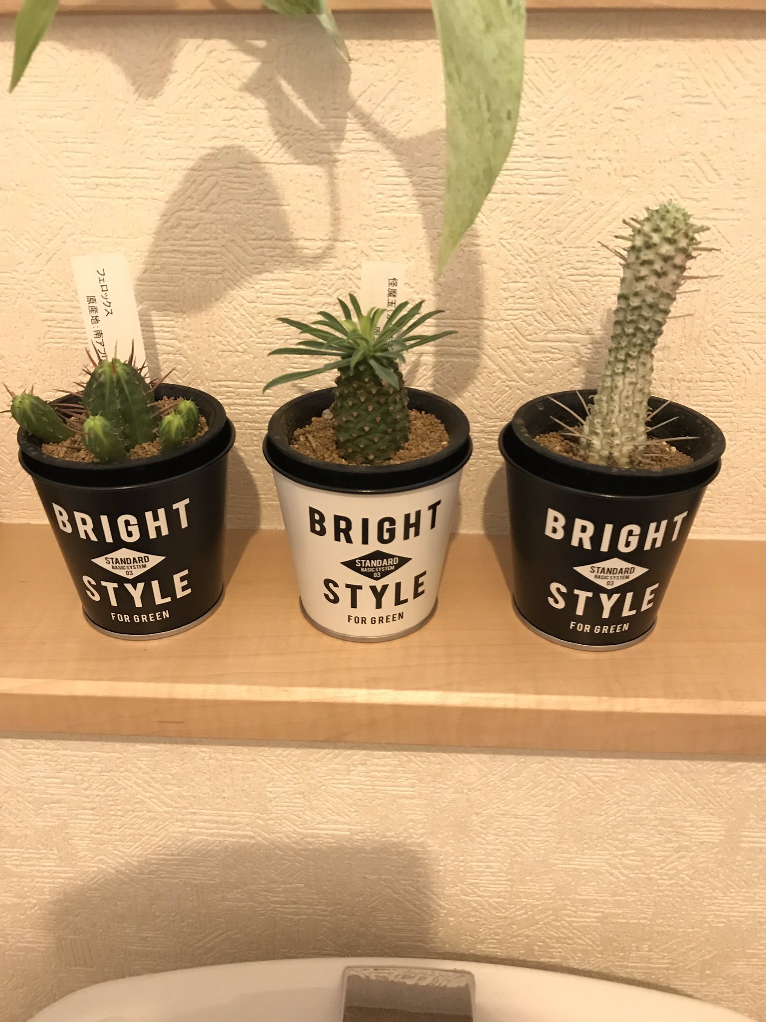 くぼづか セリアで買ったブリキ缶に 多肉植物入れてみた 同じ大きさの物は 3個並べるとリズムがでるのでオススメです なお 猫から守る為に トイレ内に設置 自己防衛おじさん