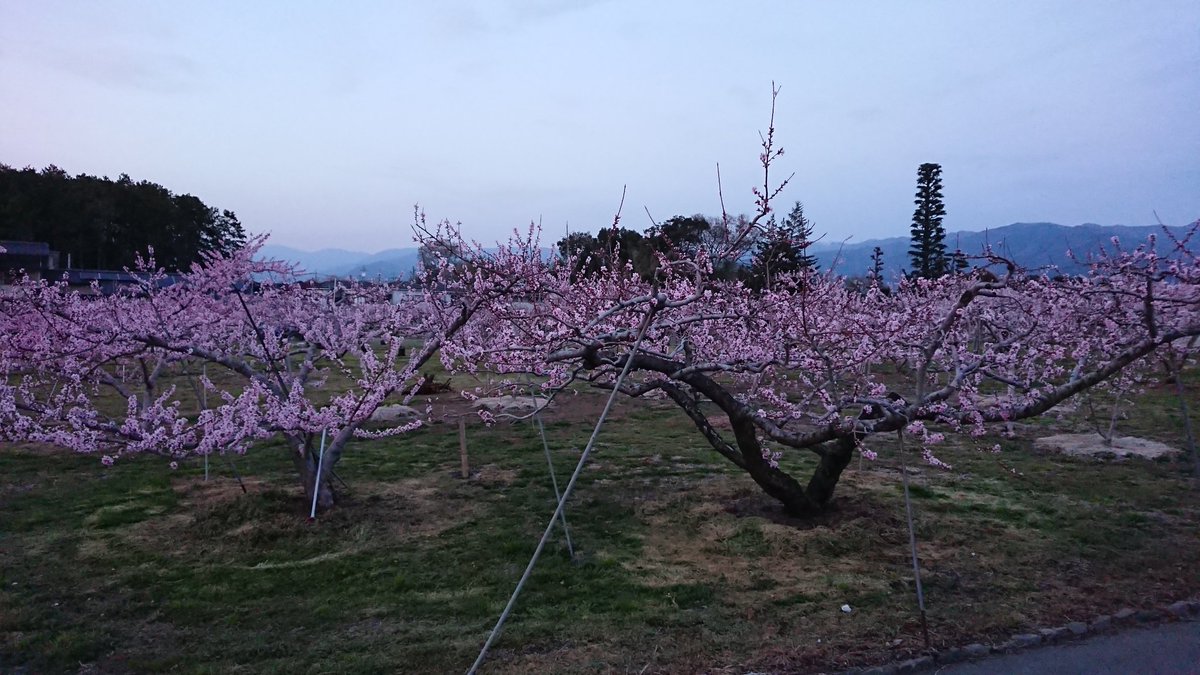 abcabe121212's tweet photo. 桜も良いけど桃もね！
日が落ち気味で暗いけど https://t.co/pzox3cWvHb