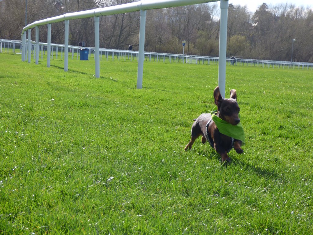 mrssimm's tweet image. William my miniature dachshund is a very fussy sausage so would love to try #Forthglade As he is so tiny we have to watch his weight &amp;amp; what we feed him so this prize would be ideal for him to try. Here he is pretending to be a race horse round Chester racecourse #Fetchlovespets