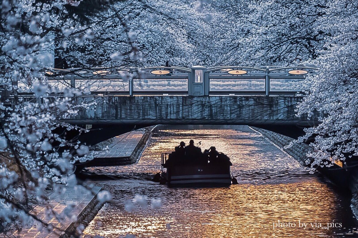 富山松川べりの桜