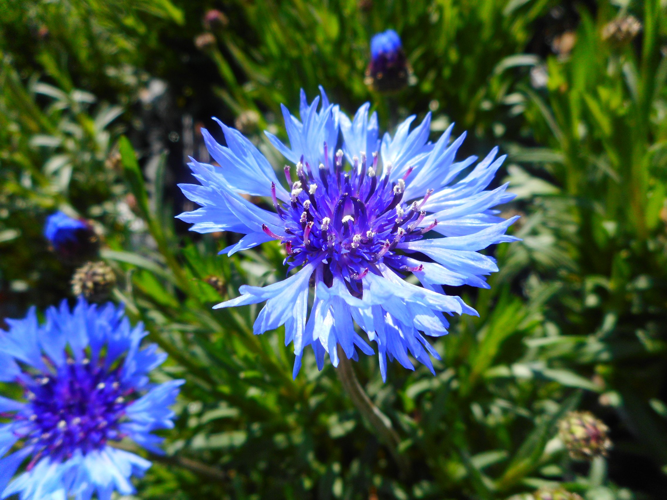 Luxuria 無事 この時期は青いお花がいっぱいで楽しい 青色のお花大好きな人 1枚目 キク科の青い花 ヤグルマギク 2枚目 ヒガンバナ科の青い花 イフェイオン 3枚目 キンポウゲ科の青い花 デルフィニウム 4枚目 ムラサキ科の青い花 ネモフィラ