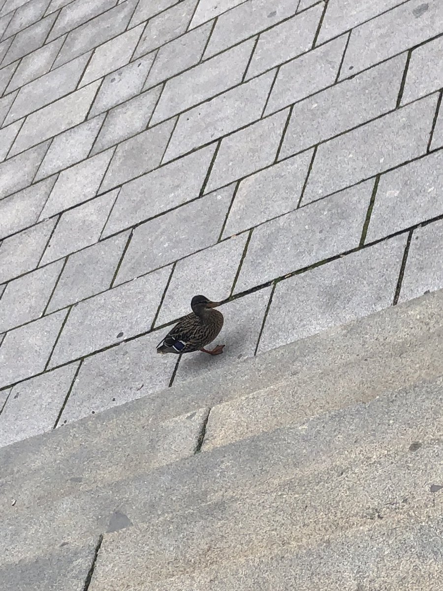 divb's tweet image. duck typing auf dem #devcamp19 ? wir haben einen spezialisten eingeladen …