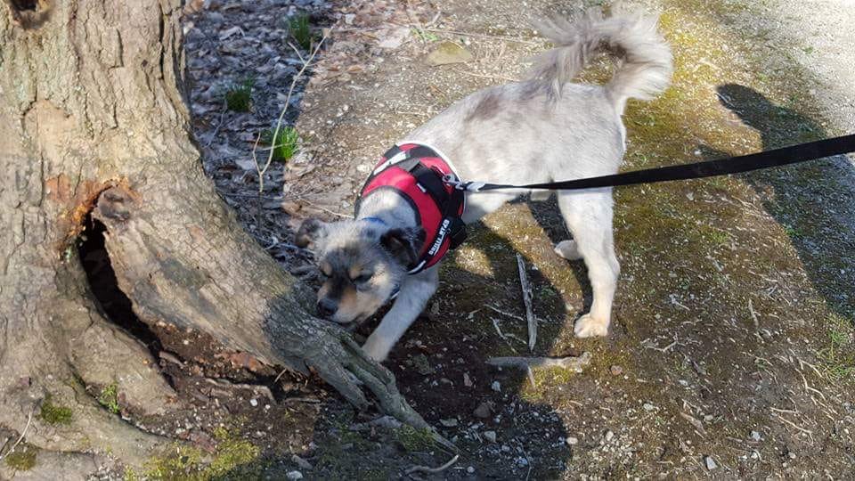 CLEDOGmag's tweet photo. Riley says weekends are made for hunting chipmunks! πΆπ¦π
#ChimpmunkPatrol #AussieHuskyMix #Friday #Friyay #Weekend #TGIF #CLEDog https://t.co/58I68SDVx2