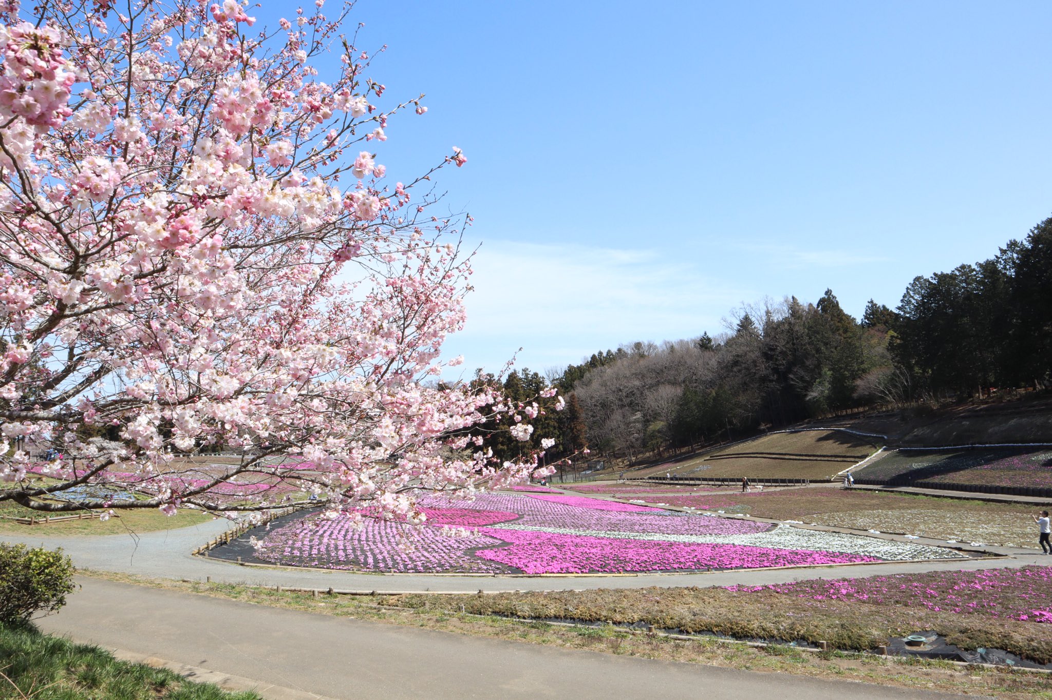 秩父市観光課 清雲寺のしだれ桜や羊山公園のソメイヨシノなど秩父市内の桜が見頃を迎えています この週末は秩父にお花見なんていかがでしょうか 芝桜担当y 秩父 桜 芝桜 Chichibu T Co Enmnrqaszu Twitter