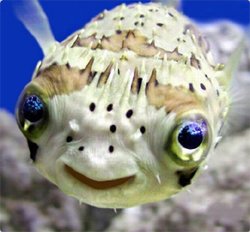 可愛い魚 可愛い魚