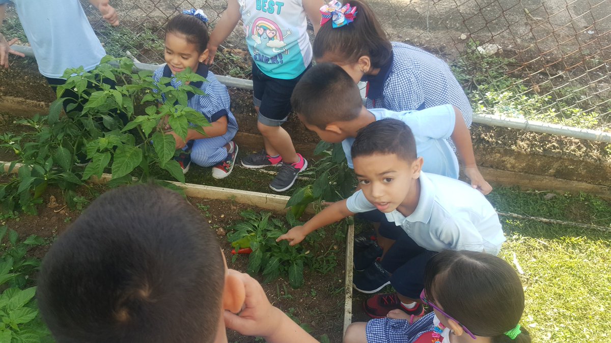 StephaniePrez04's tweet photo. Mis estudiantes cosechando sus vegetales.Escuela Epifanio Estrada de Isabela.#PBL #Vegetales #prekinder #Todosporlosniños @EscD15404 @OficinaMayaguez @EDUCACIONPR @migueldavilapz @BrendaB61720960 https://t.co/FgVDLtJhSu
