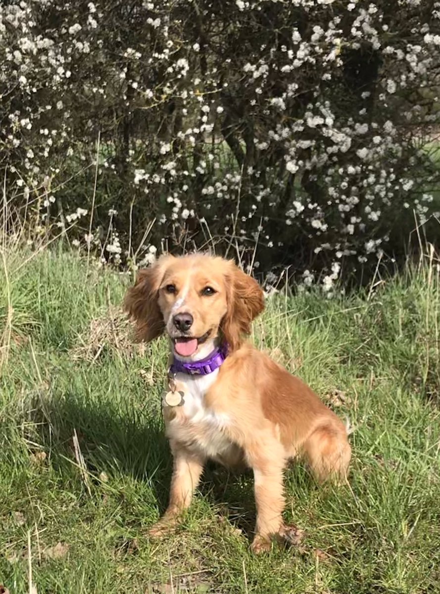 Happy Birthday to our Willow - 1 today!! She has brought so much joy and mayhem to our family 🐶🎉 #dogsoftwitter