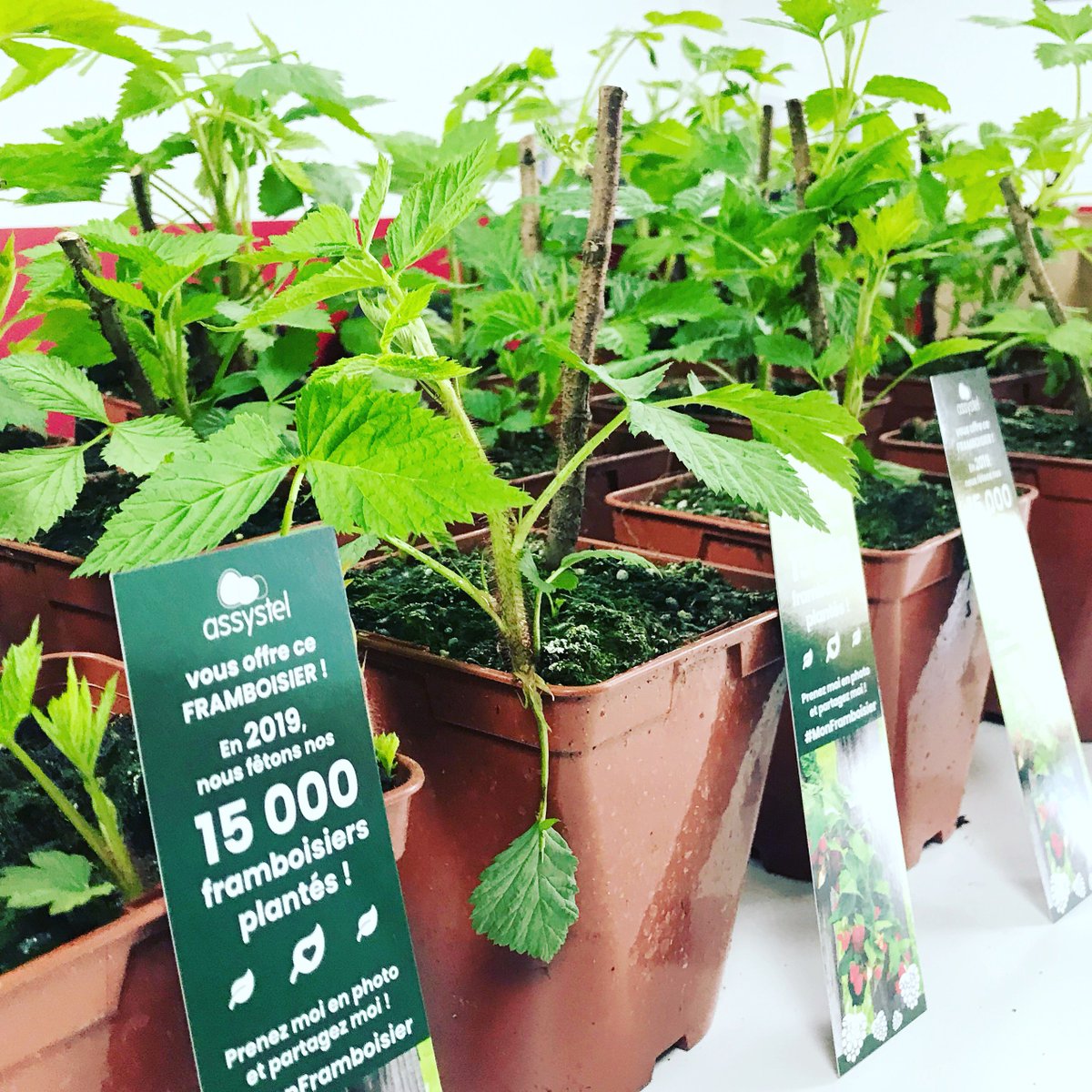 La Framboise Connectée tweet media