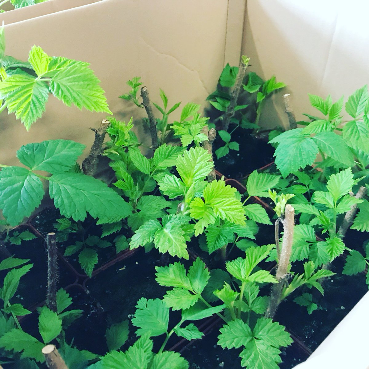 La Framboise Connectée tweet media