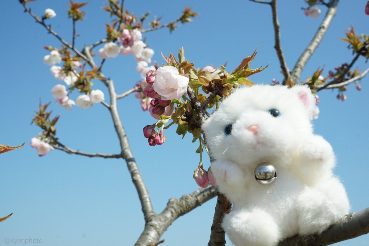 syanPhoto's tweet photo. 昨日は天気も良くて暖かかったのでカメラを持ってお花見🌸
気持ちよかったなぁ💞
#photographer
#photography
#ぬい撮り #ぬいぐるみ
#ぬいどり
#syanphoto https://t.co/K1TVMTCuG3