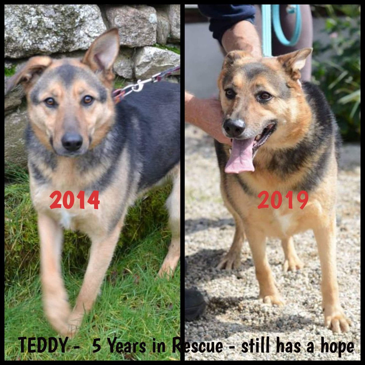 german shepherd teddy