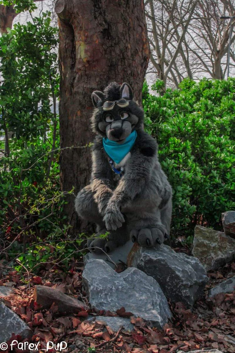 SzurkyWolf's tweet photo. #FursuitFriday A wild fluffy wolf appear ( photo by @Farex_Pup) #fursuit #cutefursuit #furryfriend #friendlyfurry https://t.co/1EmutIcMSx