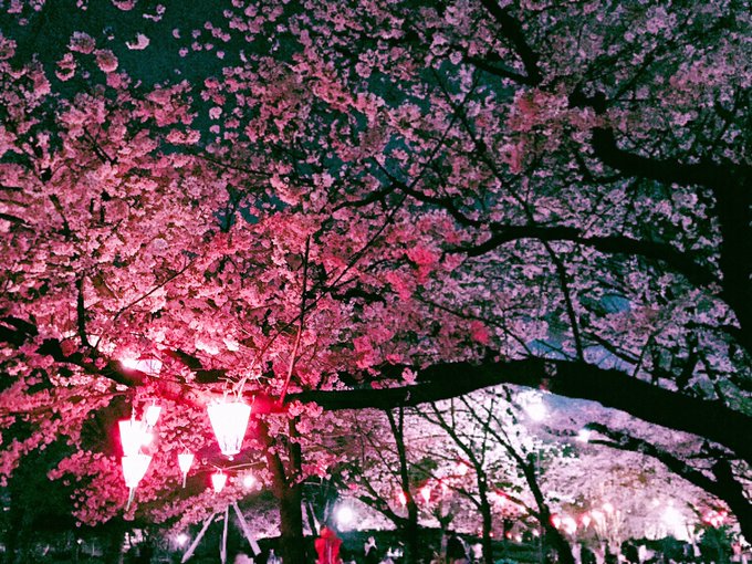 夜桜見に来た!
ライトアップされててエモい 