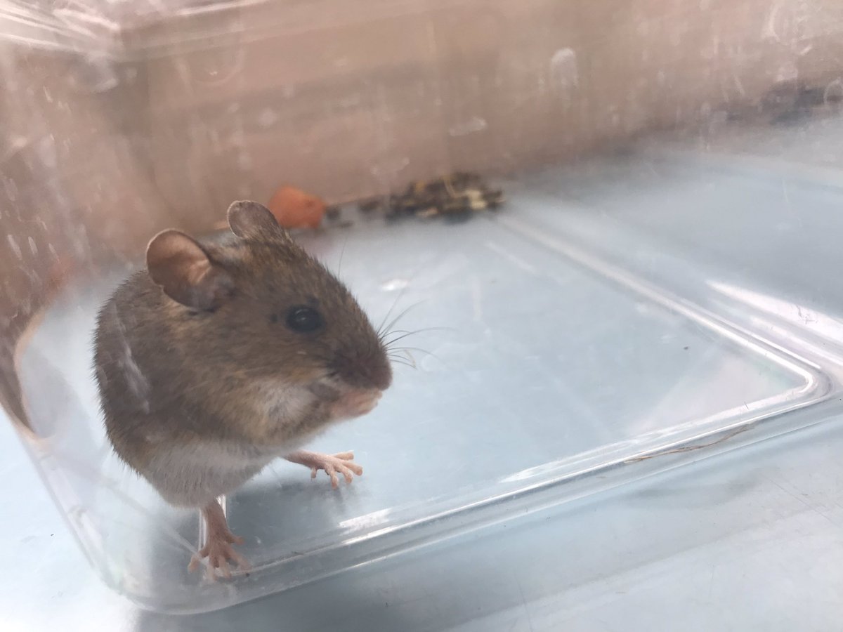 Year 4 Stubbington Trip tweet media