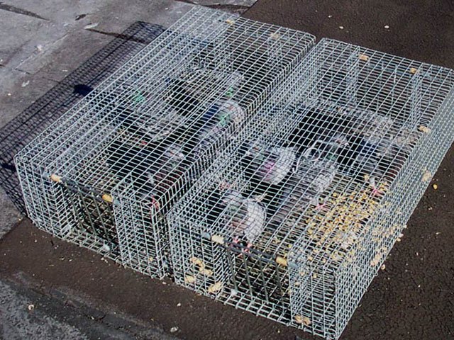 PigeonGuard's tweet photo. Our work begins with a thorough inspection of the property. This first step is the most important. 
https://t.co/M7ijjpfm2p

Phone No: 416-690-0407
Email Address: rocco@pigeonguard.com

#PigeonsControl #PigeonNetting #PigeonTrapping #PigeonSpikes https://t.co/hNXQmDMw8q