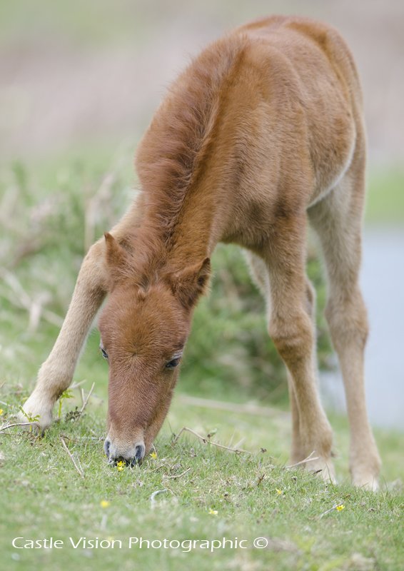laurencejclark's tweet photo. Wonderful to see our local #carneddau ponies featured on #BBC #Waleslandofthewild last night. These young ones at #SychnantPass taken a while back #wildlifephotography. Nice one...@1GarethWynJones https://t.co/ctYCyLWhM3