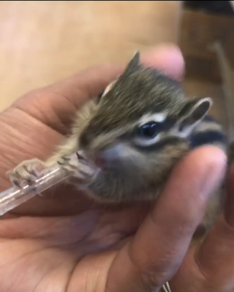 シマリスベビー