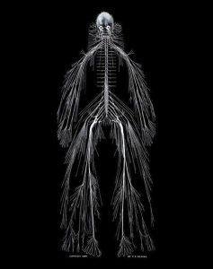 cateterdoblej's tweet photo. “Harriet”, el primer sistema nervioso diseccionado en 1880's y expuesto completo tiene una curiosa historia. ¿Quieres saberla? #HistoriaMedicina #hilo--> https://t.co/aYsiNN5sP8