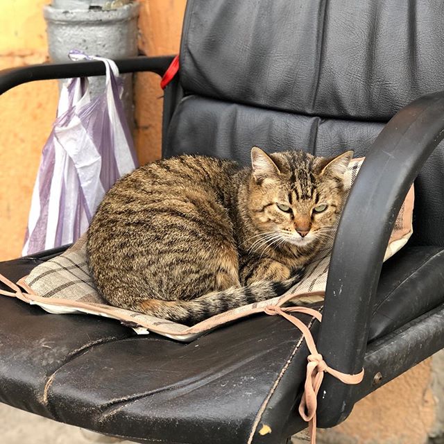 emilageorgiev's tweet photo. #randomsofia #cat #catonachair #straycat https://t.co/Q8mWfDYvba https://t.co/bZZKETTBIk