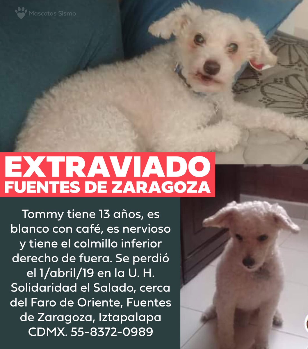 MascotasSismo's tweet photo. #Extraviado Tommy, french de 13 años, blanco con café, nervioso, colmillo inferior derecho de fuera. Se perdió el 1/abril/19 en la U. H. Solidaridad el Salado, cerca del Faro de Oriente, Fuentes de Zaragoza, Iztapalapa CDMX. #PerroPerdido #PerroPerdidoCDMX https://t.co/KVNanNzcSA