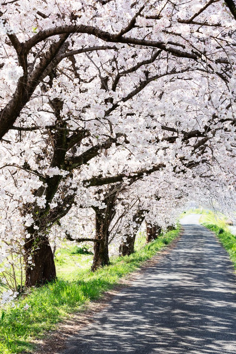 K3 休止中 流川の桜並木 福岡県うきは市 桜 桜並木 流川 うきは 福岡 ふぉと ファインダー越しの私の世界 写真好きな人と繋がりたい K3 休止中 流川の桜並木 福岡県うきは市 桜 桜並木 流川 うきは 福岡 ふぉと ファインダー越しの私の世界 写真好きな人と繋がりたい