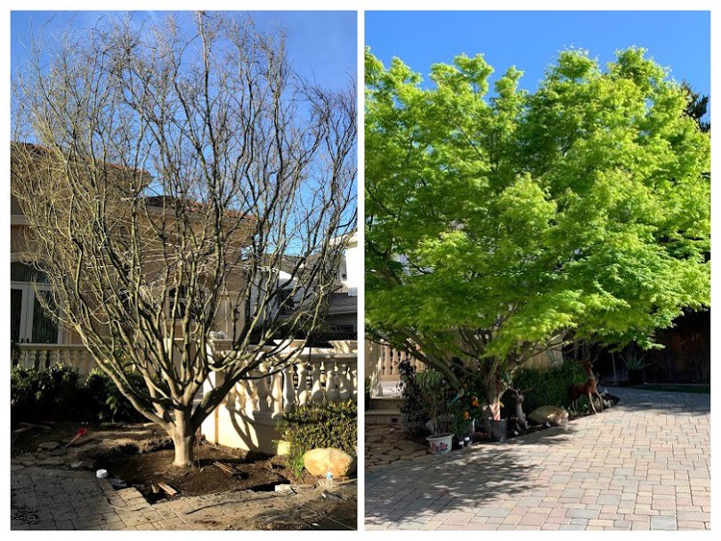 Treemover's tweet photo. Dramatic before & after photo of a Quercus agrifolia EDI's West Coast Division planted in San Jose at a private residence in January...and the tree today.
#wemovebigtrees #treesupply #instantshade #instantprivacy #FridayMotivation https://t.co/PoBN75UuQt