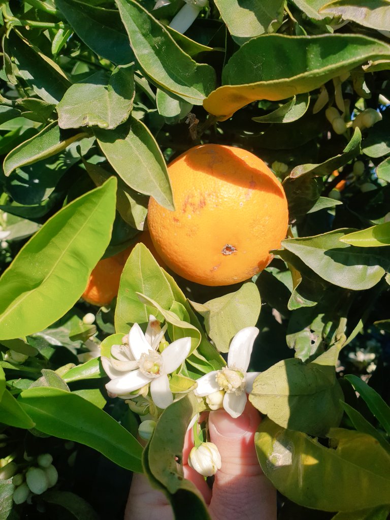verdcampfruits's tweet photo. Curiós moment del #taronger!
Conviuen la floració i la taronja a punt de #collir...👩‍🌾👨‍🌾
#agricultura 
@agriculturacat 
#primavera
#temps 
#rural 
#citrus https://t.co/92KAo9GevP
