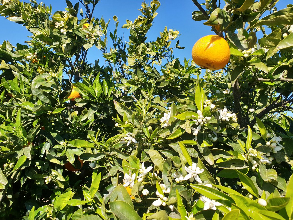 verdcampfruits's tweet photo. Curiós moment del #taronger!
Conviuen la floració i la taronja a punt de #collir...👩‍🌾👨‍🌾
#agricultura 
@agriculturacat 
#primavera
#temps 
#rural 
#citrus https://t.co/92KAo9GevP