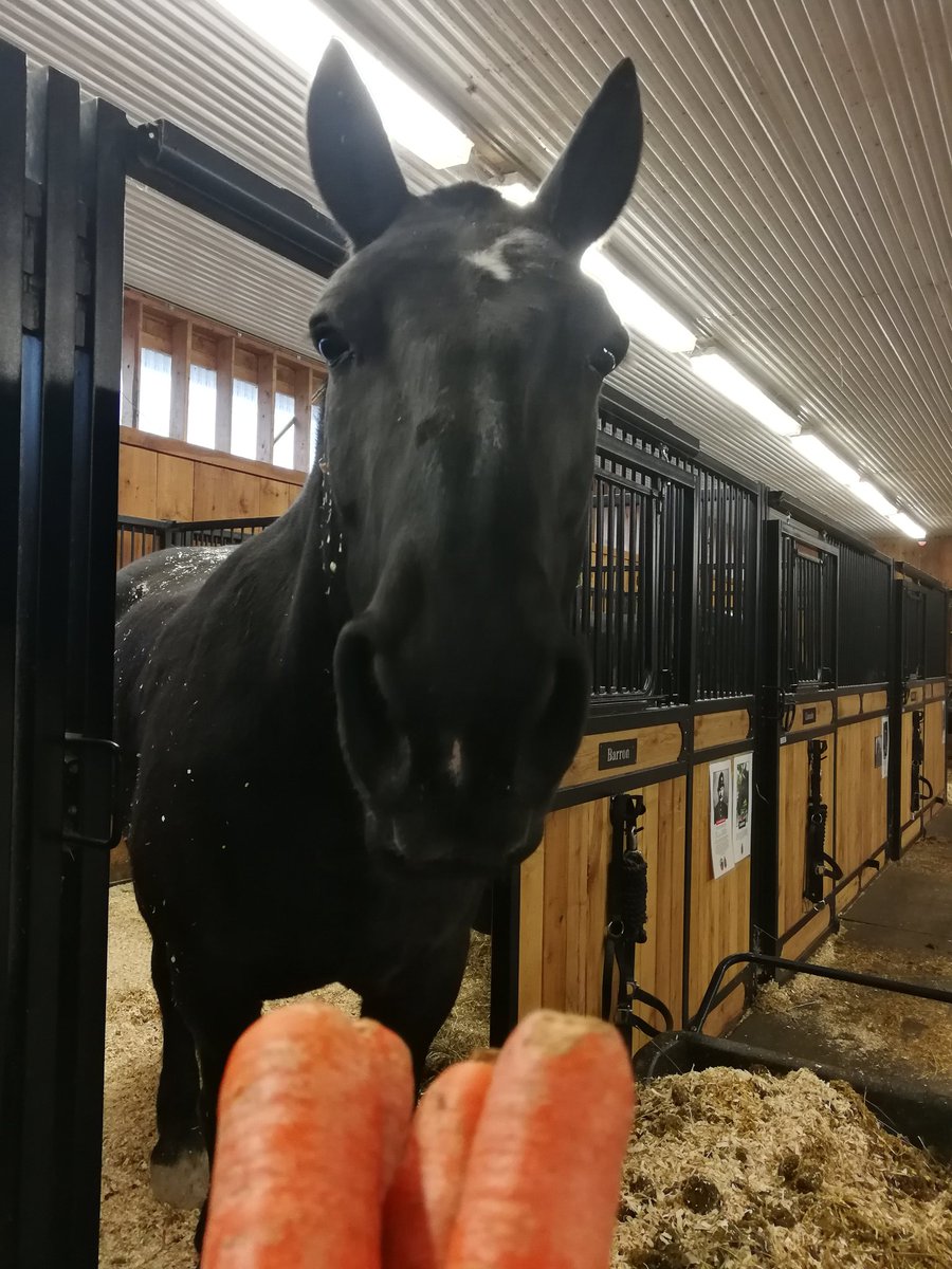 When you forgot it was #InternationalCarrotDay yesterday...or didn't know it even existed in my case 🤷‍♂️ You bring a bouquet of carrots today. Judging by #Barron's face you'd think I had forgotten his birthday.