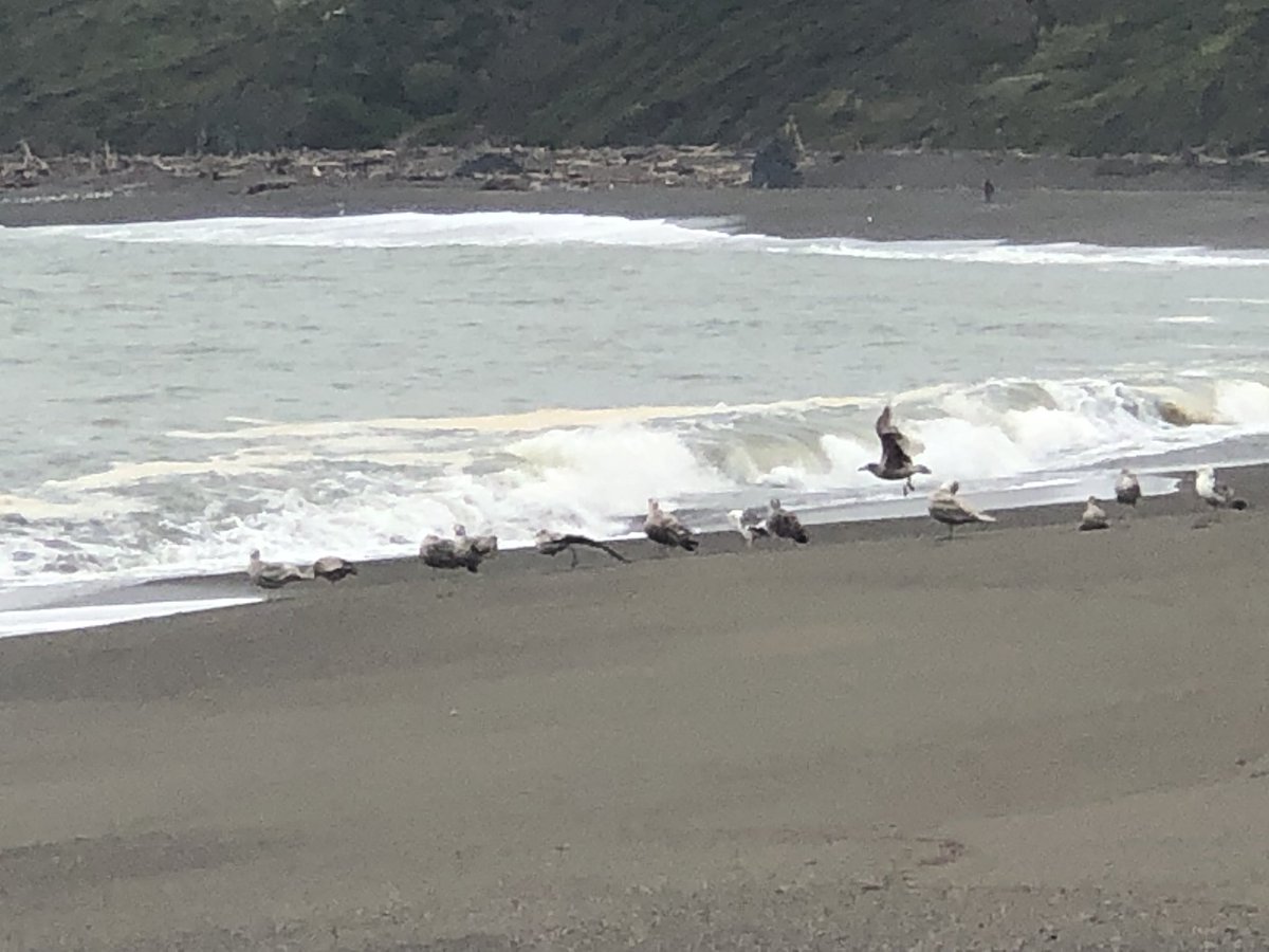 KarenMintonWSB's tweet image. #BodegaBay #GoatRock #KarensTravels