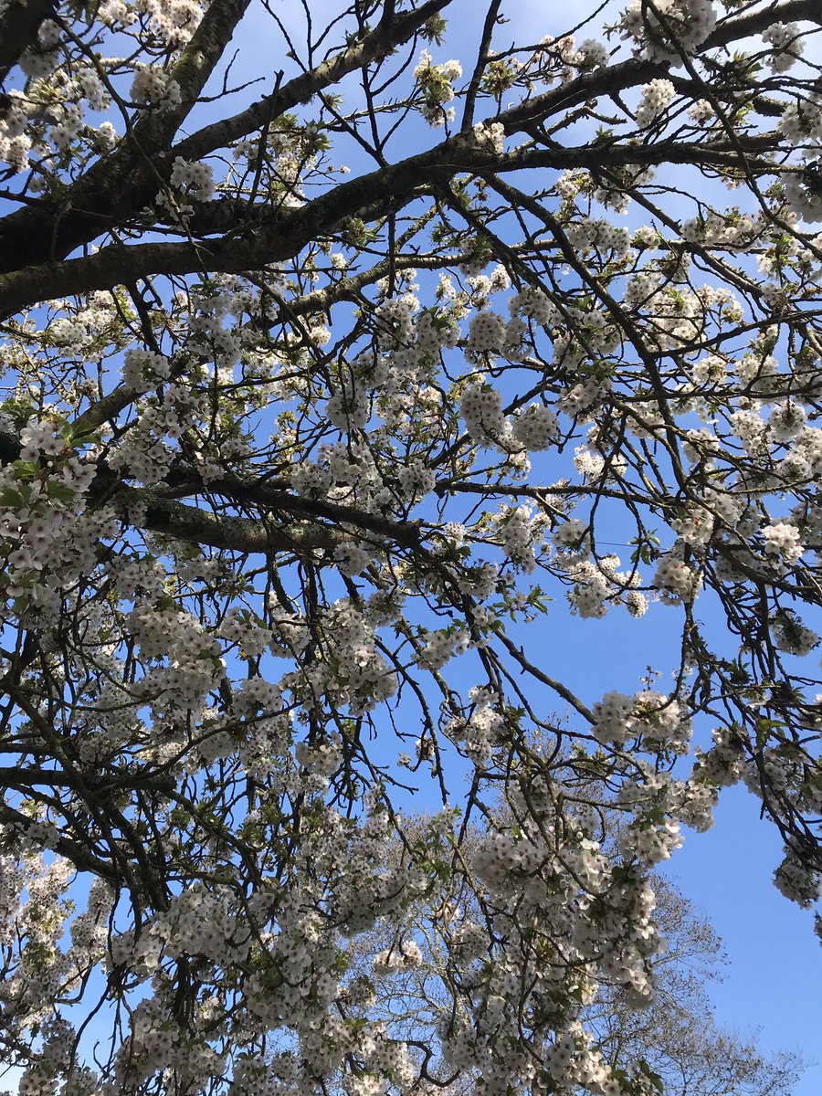 savage_bites's tweet photo. Isn’t the #BLOSSOM beautiful at the moment?! Woodland Drive is where it’s at in #brighton The street is lined with these beautiful trees! #mindful #bepresent #spring #GreatBritain 🇬🇧 https://t.co/6kGYfsetcM