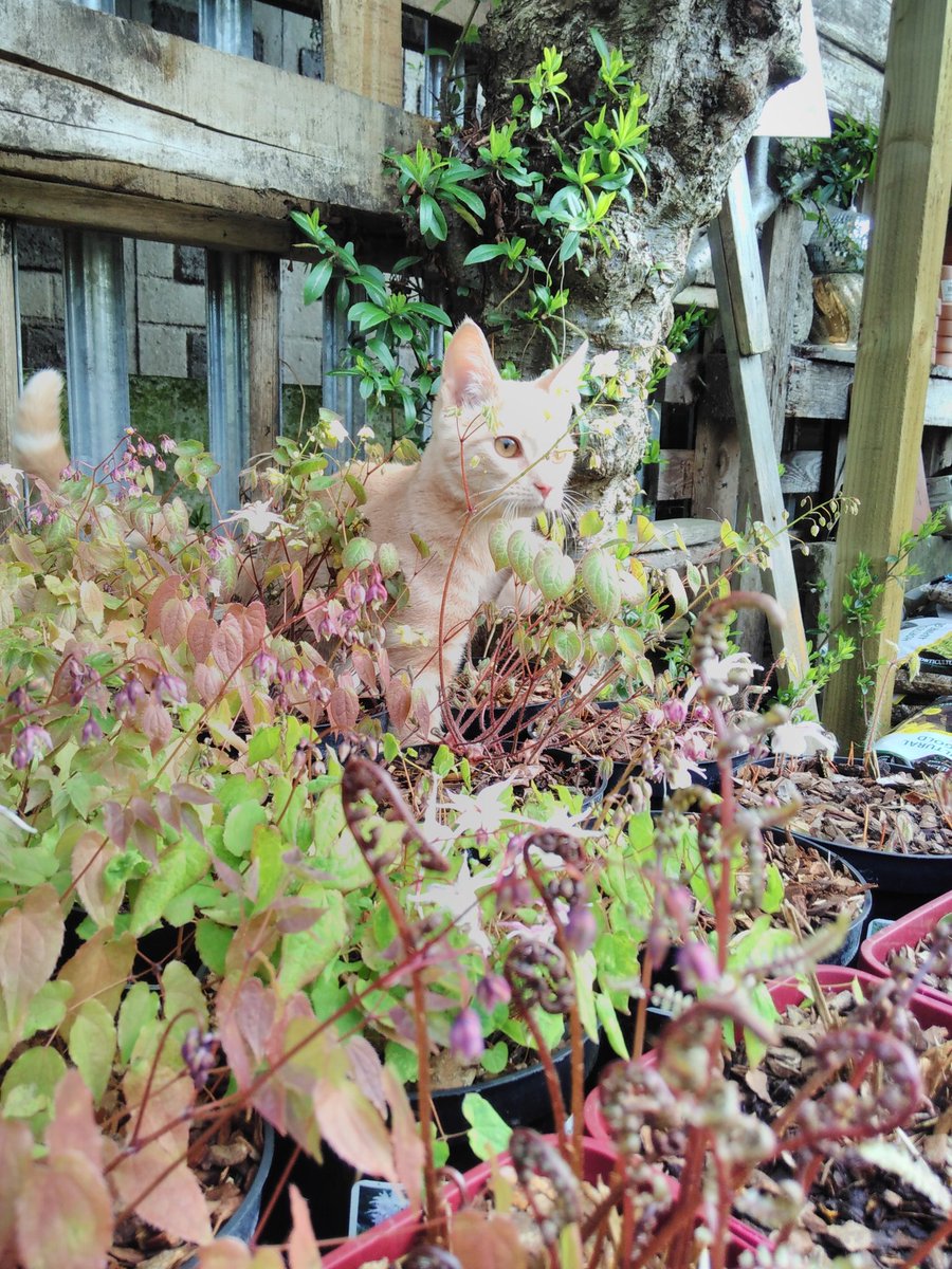 BudGardenCentre's tweet photo. Aw, this is little Bubzi, who visited Bud this morning. His owner came a few hours later asking if I'd seen him - and he's still missing. If you live in Burnage/Levenshulme, keep your eyes peeled. PLEASE RT. https://t.co/caoAMTtD2a