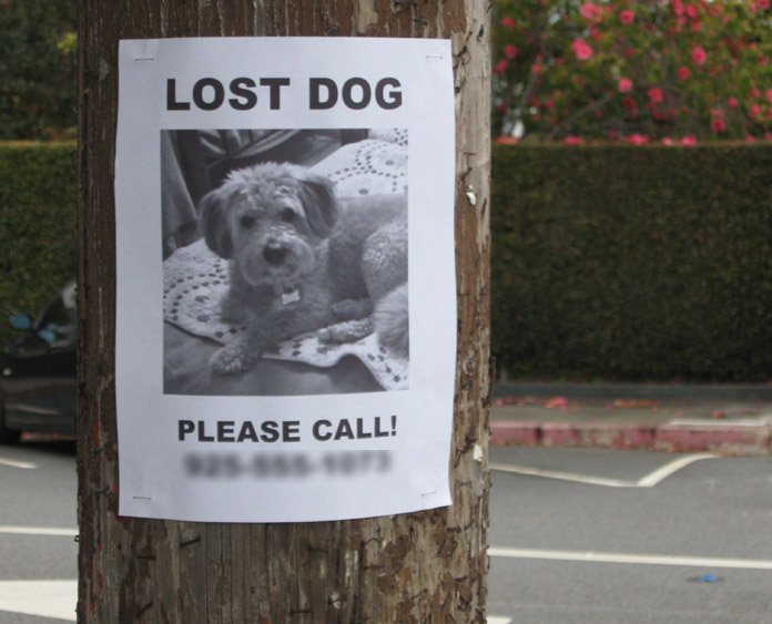 meet_pet's tweet photo. I LOST MY PET: NOW WHAT? https://t.co/IOQcrmEAfk https://t.co/BtkMczyJu0