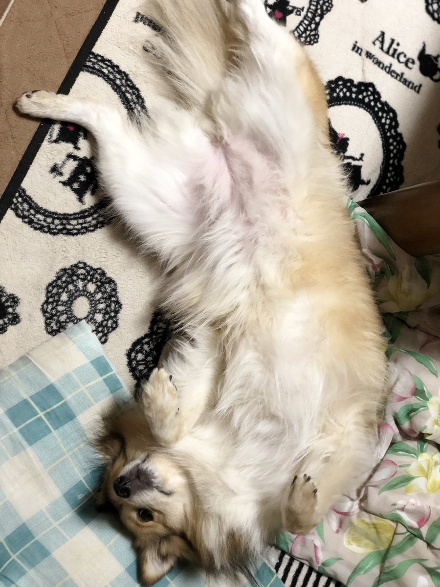 柴犬ひなちゃん おぉーどーした 笑 めいちゃん 撫でて 了解 笑 この後めちゃくちゃ撫でましたとさ 笑 ミックス 犬 お腹だし 撫でろポーズ