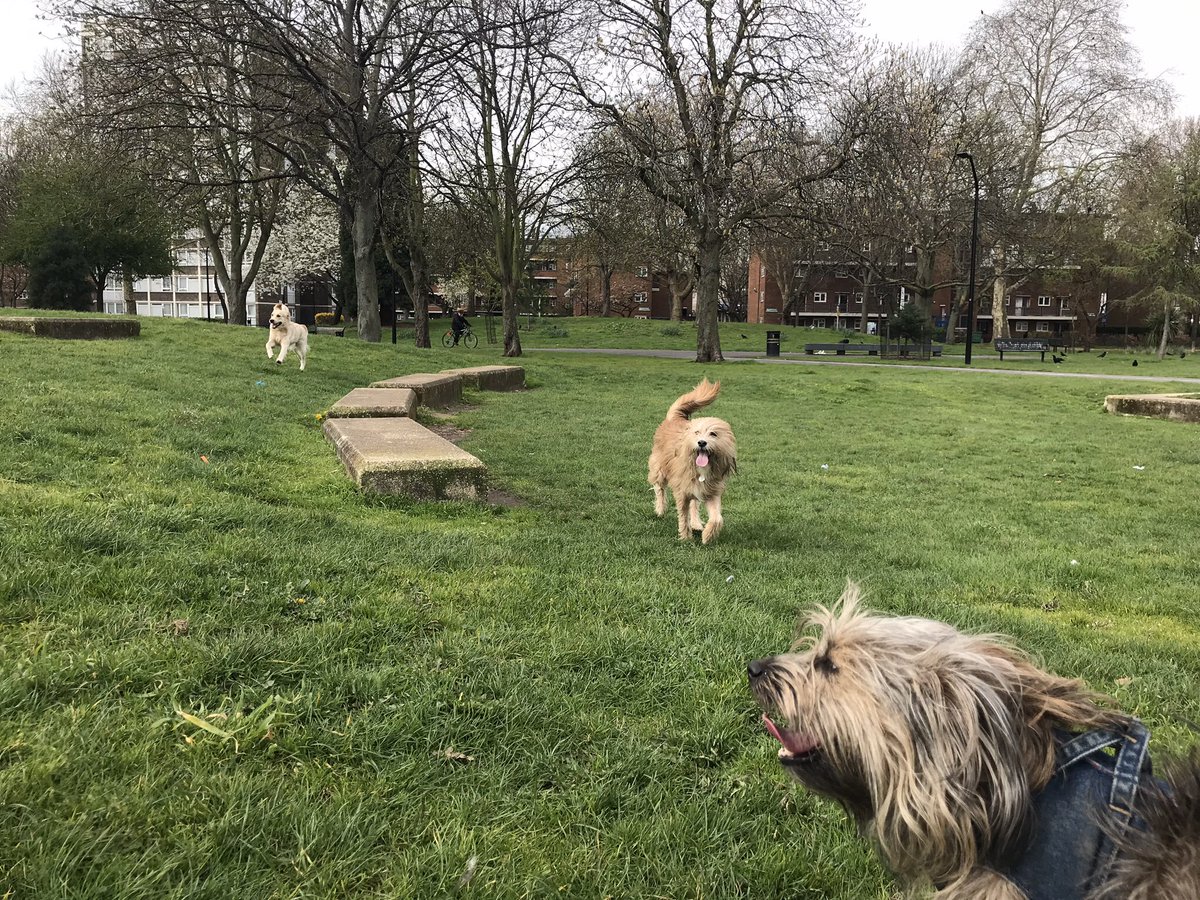 ShepherdsPieDog's tweet photo. Here we come! Part 2! ๐คฃ๐ @JeffTakesOff is excited to see my palโs amazing ear thing! #ItsAnEarThing For you @Cafeterrier #RememberingLeo ๐ https://t.co/vq5lBK9Rx4